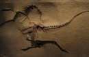 ornithomimus1-640x411