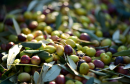 olive-tunisie