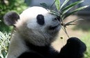 حديقة حيوان بطوكيو تأمل أن تضع الباندا شين شين مولودها بسلام